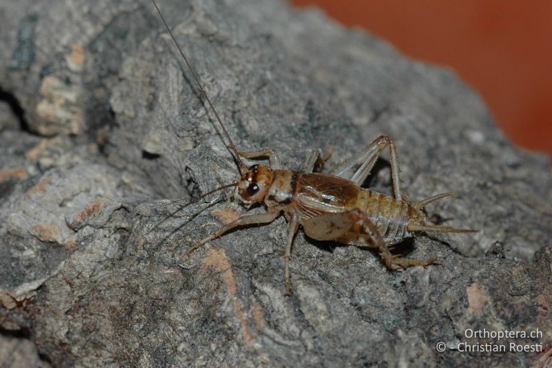 Gryllodes sigillatus ♂ - CH, BE, Zuchttier, 05.02.2008