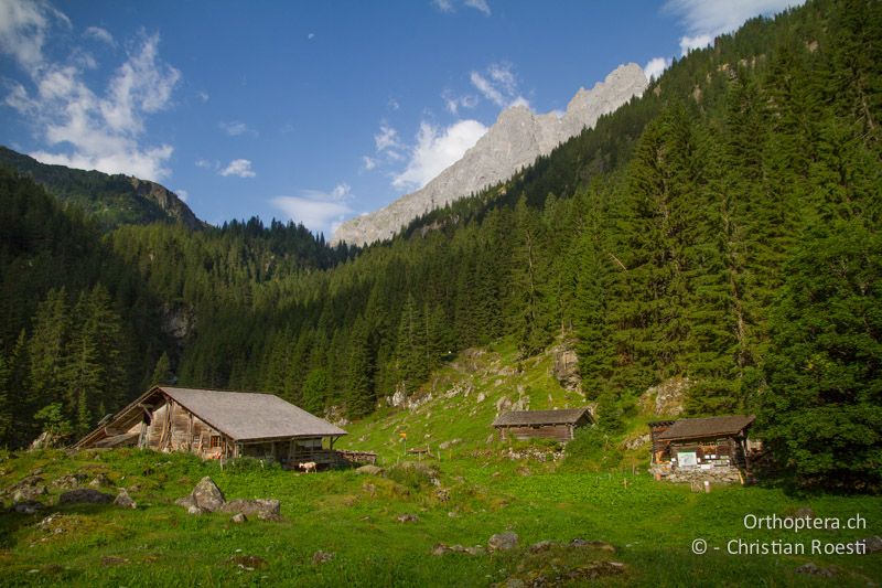 Alpenblackenflur und Weide - CH, BE, Stechelberg, 28.07.2013