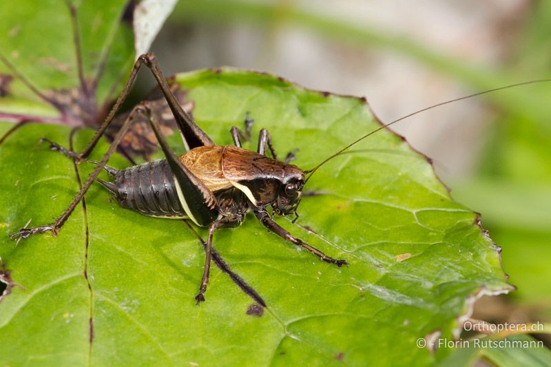 Pholidoptera aptera ♂ - AT, Vorarlberg, Grosses Walsertal, 05.10.2012