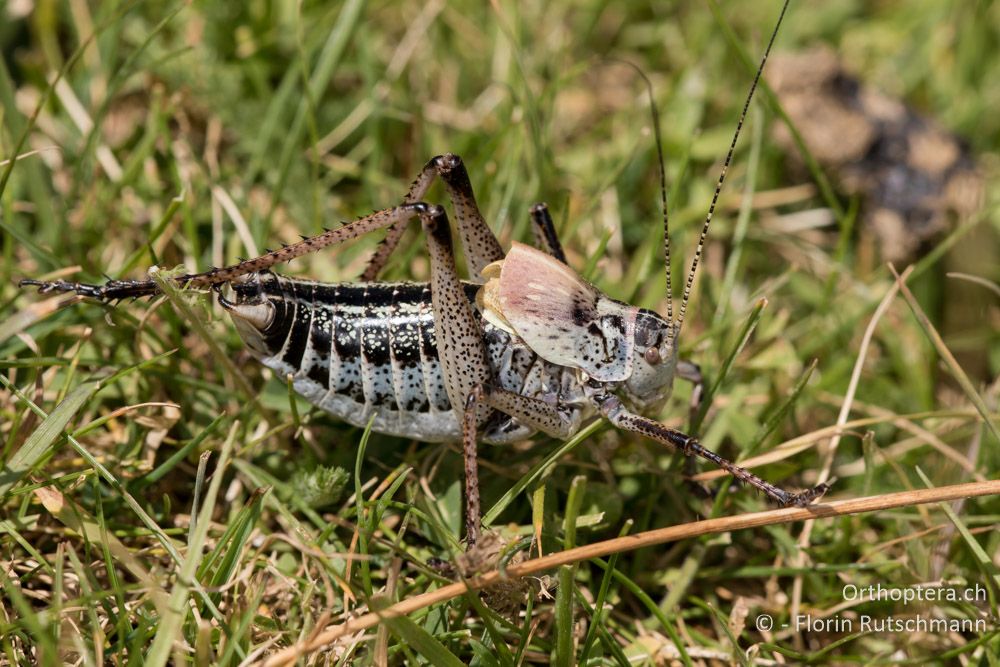 Polysarcus scutatus ♂ - GR, Thessalien, Mt. Anilio, 25.06.2015