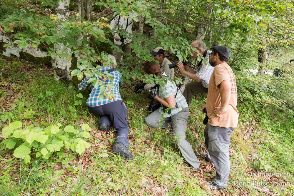 Alle mal ab durch die Hecke! - HR, Istrien, Račja Vas, 25.06.2016