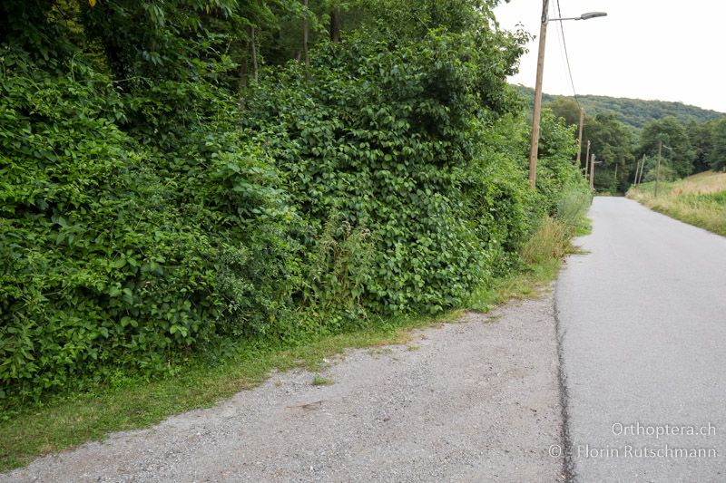 Gebüschreicher Waldrand in einer grossen Waldlichtung - AT, Niederösterreich, Mödling, 09.07.2016