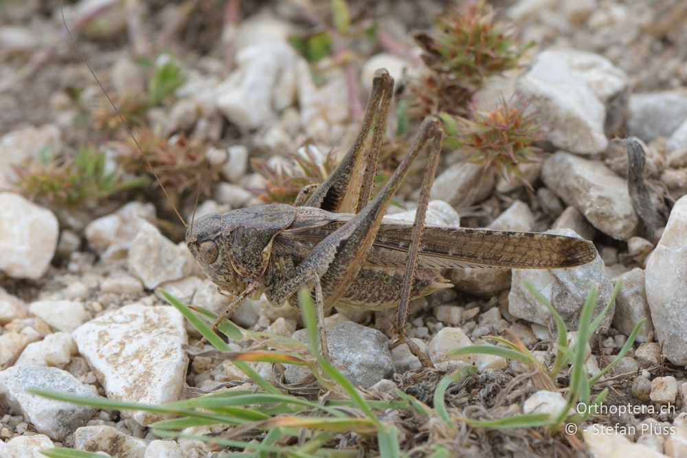 ♂ von Platycleis intermedia - HR, Istrien, Premantura, Gornji Kamenjak, 20.06.2016