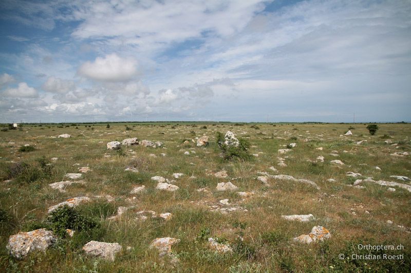 Steppen bei Rusalka. Lebensraum der Maurischen Landschildkröte (Testudo graeca) dem Triel und Kurzzehen-, Kalander- und Feldlerche.