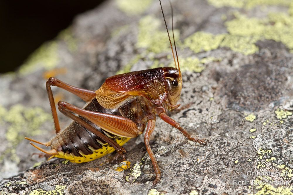 Psorodonotus fieberi - Mt. Varnous, 14.07.2012