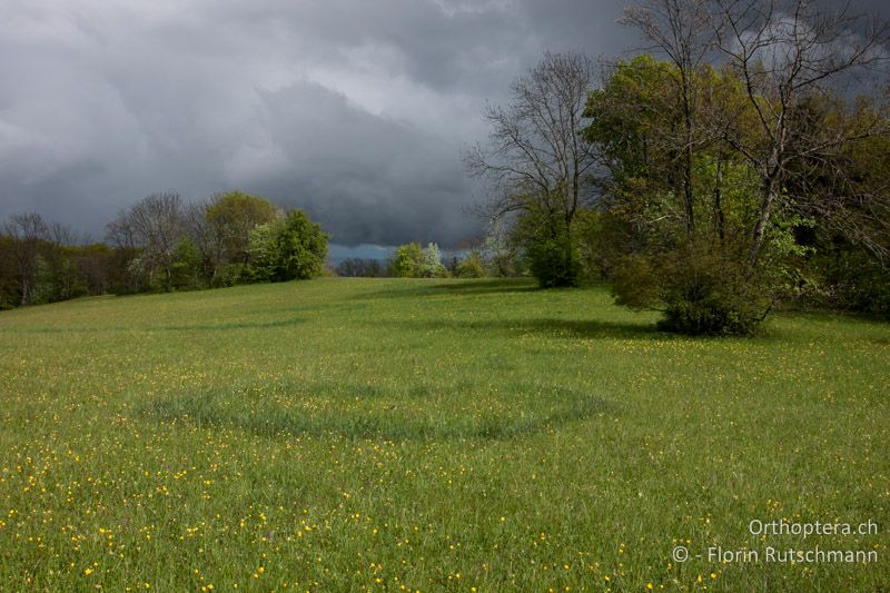 Wiese im Frühling als Larvenhabitat von Polysarcus denticauda - CH, SH, Möösli, 05.06.2012
