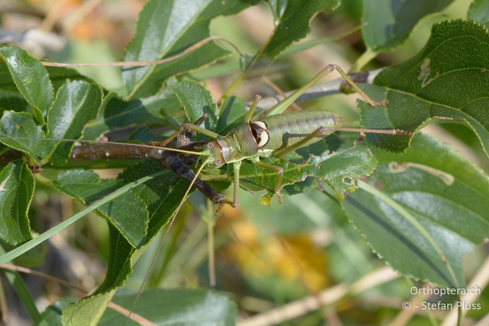 Ephippiger discoidalis minor ♂ - HR, Istrien, Brest, 25.07.2015