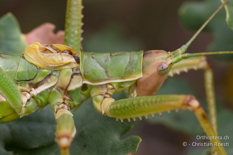 Porträt von Saga hellenica ♂ - GR, Westmakedonien, Klidi, 09.07.2013