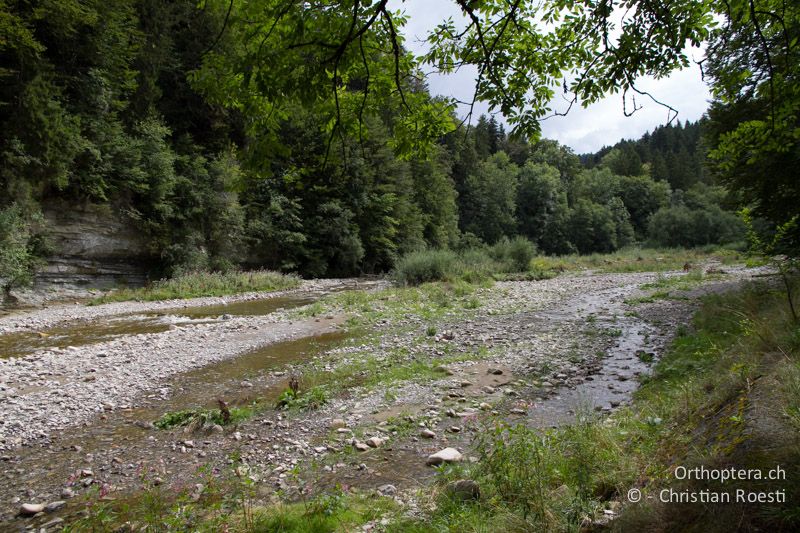 Kiesbank im Schwarzwasser, das primär von Neophyten bewachsen ist - CH, BE, Rüeschegg, 25.08.2013