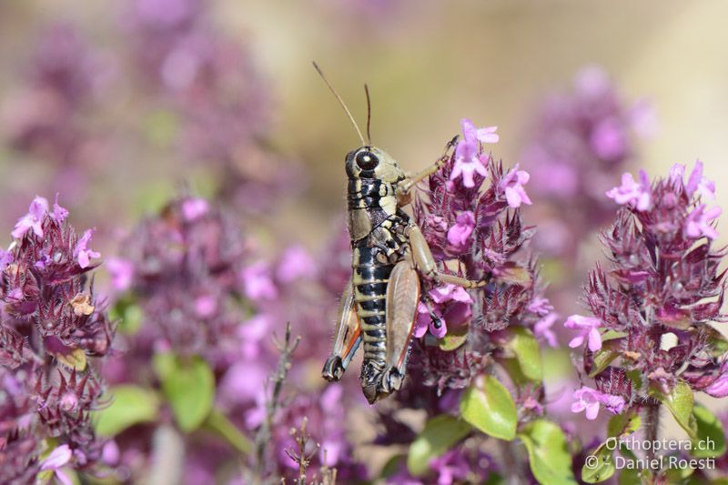 Podisma pedestris ♂ - GR, Ostmakedonien, Mt. Pangeon, 06.07.2017