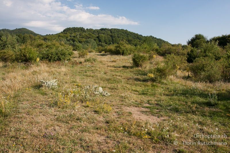 Extensive Weidelandschaft - GR, Ostmakedonien, Xanthi, 24.07.2013