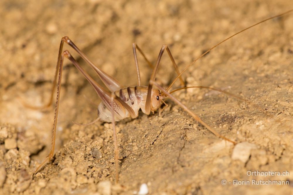 Dolichopoda laetitiae ♂ Larve - IT, Marken, Fabriano, 08.10.2014