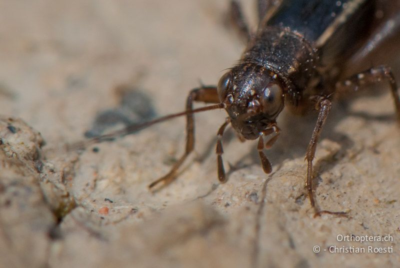 Porträt eines ♀ von Pteronemobius heydenii. Schön zu sehen sind die keulenförmig verdickten Endglieder der Mundwerkzeuge - CH, VD, Cudrefin, 11.06.2010