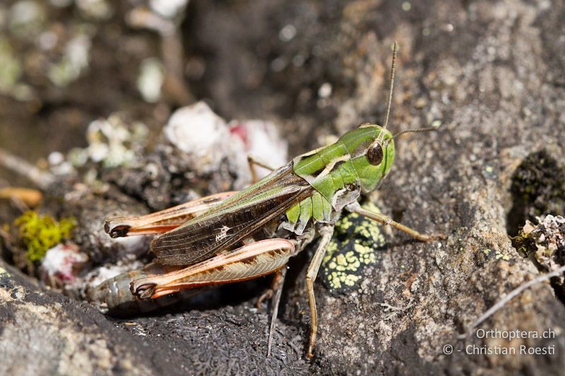 Stenobothrus rubicundulus ♀ - CH, VS, Bitsch, 19.08.2011