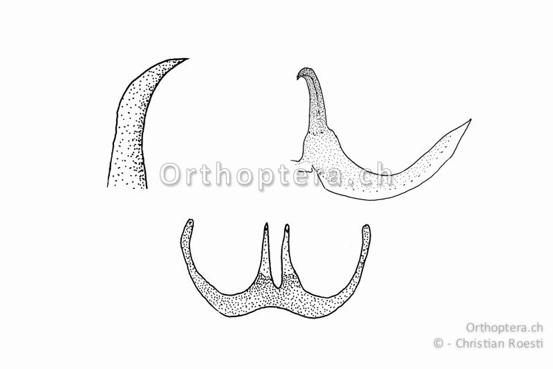 Titillatoren von Pholidoptera griseoaptera. Unten das zusammenhängende Titillatorenpaar, oben rechts der rechte Titillator, oben links die vergrösserte Spitze des linken Titillators.