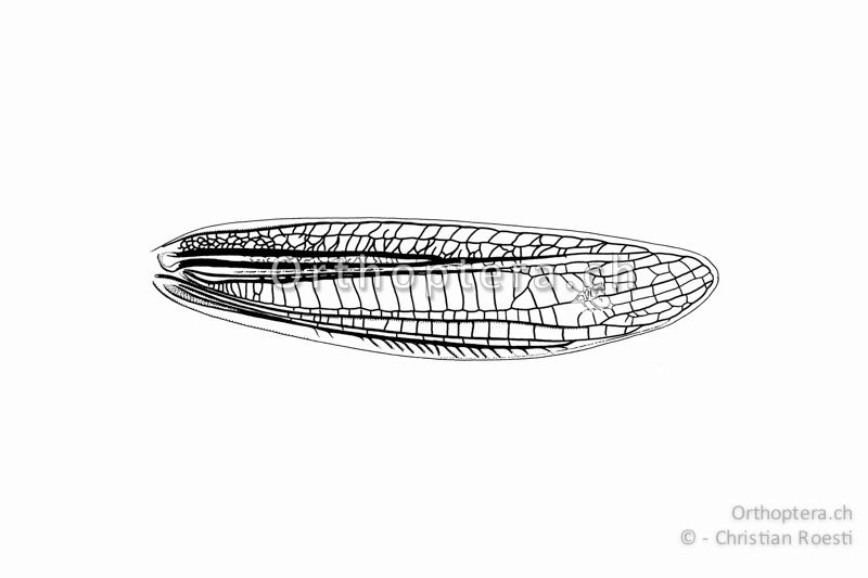 Linker Vorderflügel von Stenobothrus nigromaculatus ♂. Das Medialfeld ist erweitert, regelmässig quergeadert und erreicht das zweite Drittel des Flügels.
