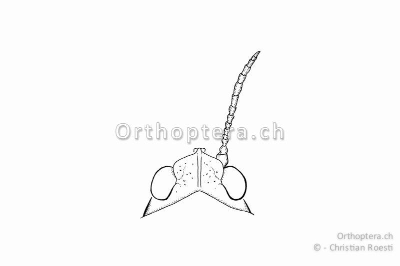 Kopf und rechter Fühler von oben von Tetrix bipunctata ♀. Die Fühler sind kurz und deren längste Glieder nur 2x so lang wie breit.