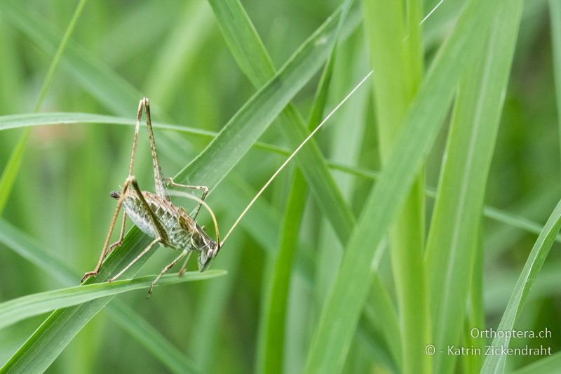 Lililenblatt-Sichelschrecke (Tylopsis lilifolia) Larve - BG, Chaskowo, Matochina, 09.07.2018