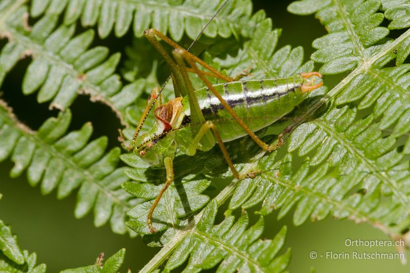 Poecilimon gracilis ♂ - GR, Westmakedonien, Mt. Vernon, 13.07.2012