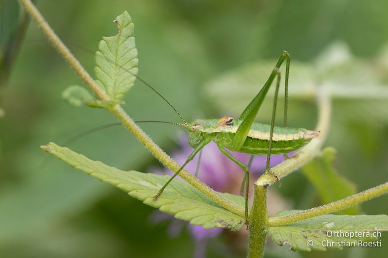 Leptophyes boscii ♂ - HR, Istrien, Račja Vas, 24.07.2014