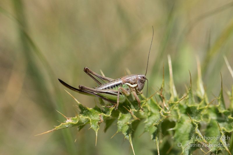 Anterastes serbicus ♀ Larve - GR, Ostmakedonien, Mt. Pangeon, 06.07.2017
