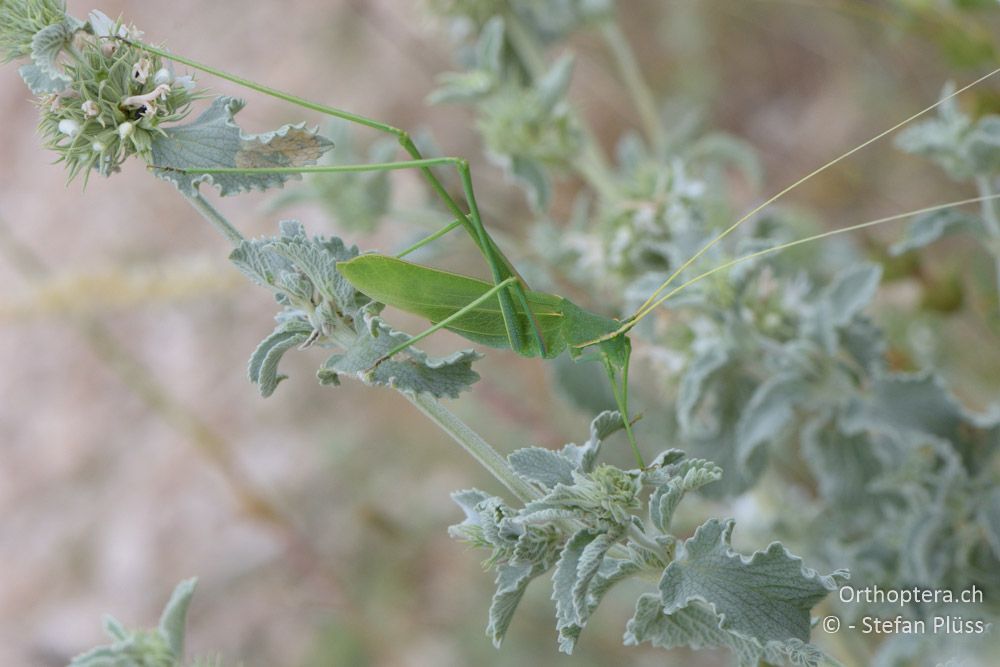 Acrometopa macropoda ♀ - HR, Istrien, Premantura, Gornji Kamenjak, 20.06.2016
