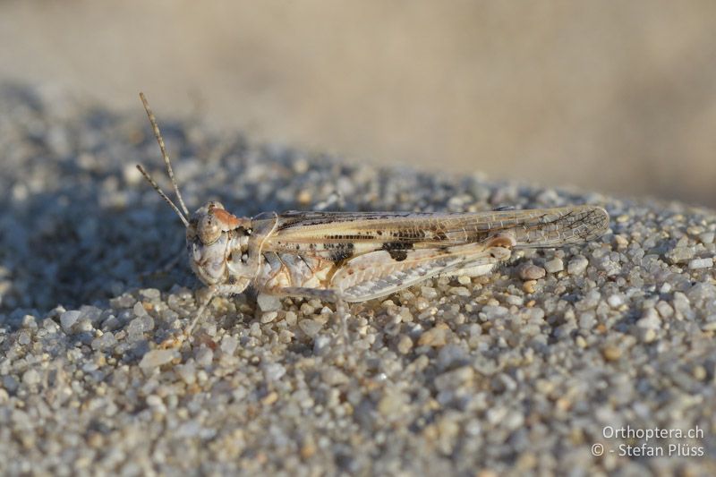 Acrotylus longipes ♂ - GR, Zentralmakedonien, Ophrynio, 070.07.2017