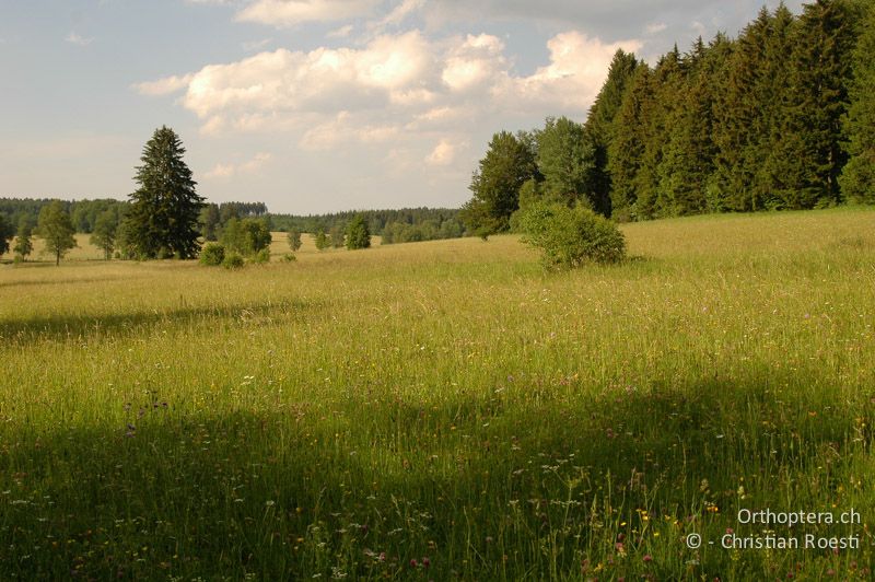 Magerwiese - DE, Baden-Württemberg, Irndorfer Hardt, 24.06.2006