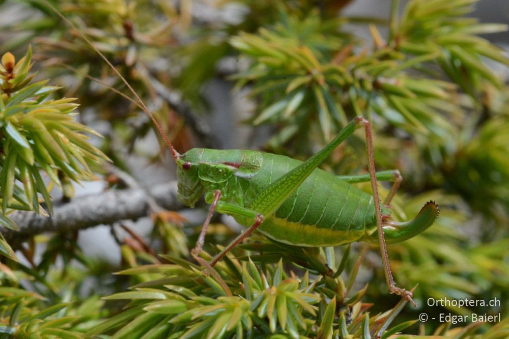 Isophya speciosa ♀ - BG, Blagoewgrad, Bergwiese bei Pass nach Pirin, 12.07.2018