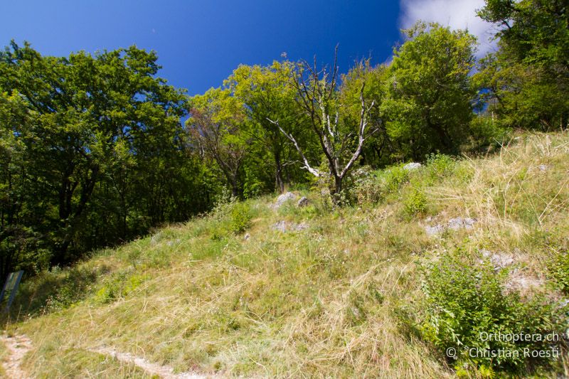 Trockenwarme Waldlichtung - CH, TI, Mt. Caslano, 02.09.2013