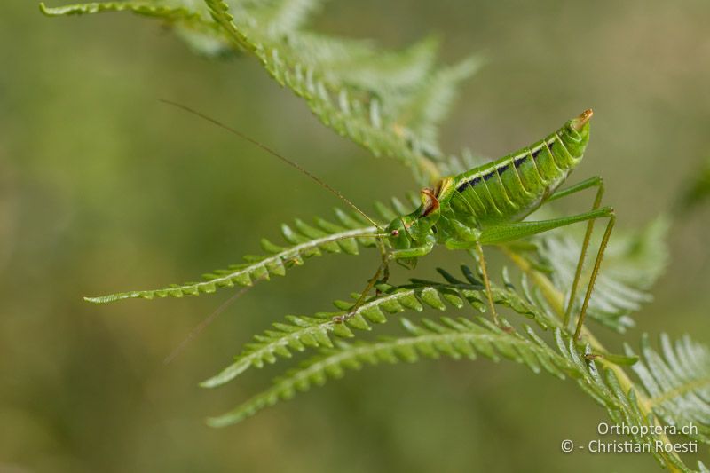 Poecilimon gracilis ♂ - GR, Westmakedonien, Kratero, 11.07.2017