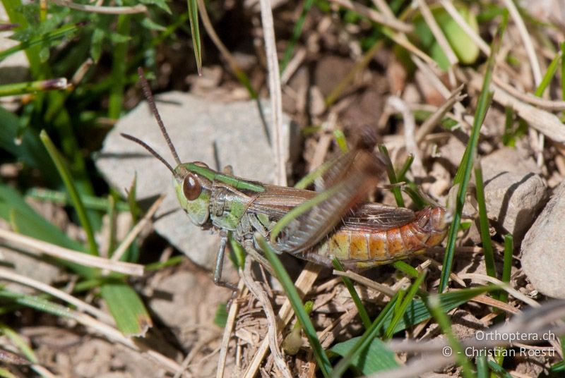 Stenobothrus stigmaticus ♂ - FR, Pyrénées-Orientales, Osseja, 05.10.2010