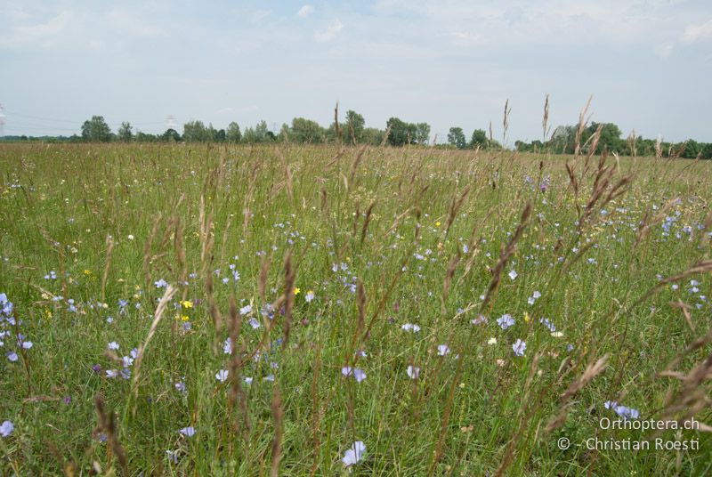 Langgrasige Steppe. Die ♂♂ singen zum Teil sehr exponiert in bis zu 50 cm Höhe auf einzelnen Gräsern - AT, Niederösterreich, Ebergassing, 26.06.2008