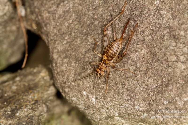Gryllomorpha dalmatina ♀ - CH, TI, Agarone, 14.09.2012