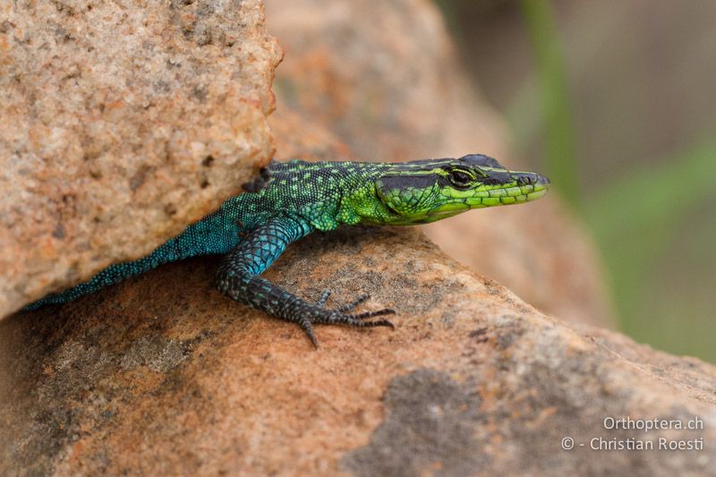 Eidechse, Common Flat Lizard (Platysaurus cf. broadleyi) - SA, Mpumalanga, Matibidi, Seitenbach vom Blyde River, 10.01.2015