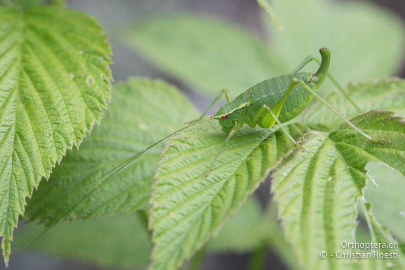 Barbitistes serricauda ♀ - CH, BE, Stechelberg, 23.07.2018