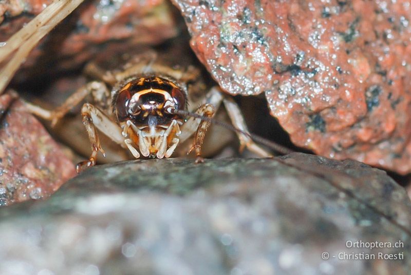 Porträt eines singenden Eumodicogryllus bordigalensis ♂ - CH, TI, Castel-San-Pietro, 06.06.2008