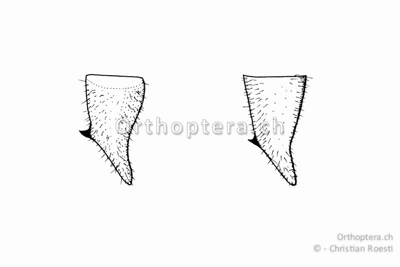 Rechter Cercus von zwei verschiedenen ♂♂ von Ephippiger diurnus. Der Cercus ist kegelförmig und der Innenzahn liegt in der Mitte.