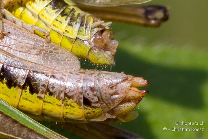 Details der Hinterleibsenden von Pseudochorthippus montanus kurz nach der Paarung. Das ♂ ist oben - CH, VD, Cudrefin, 25.06.2008