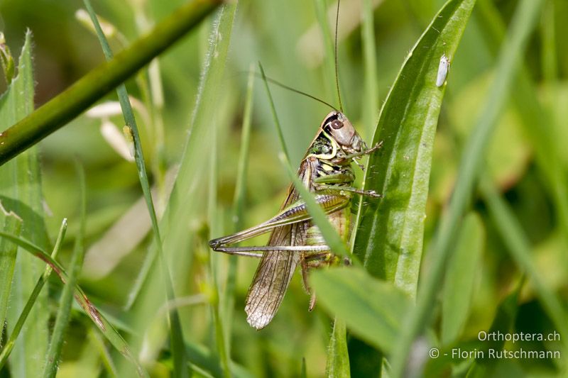 Makropteres ♂ von Roeseliana azami minor - CH, TI, Mugena, 22.08.2011