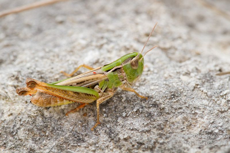 Stenobothrus fischeri ♀ - HR, Istrien, Brovinje, 16.06.2014