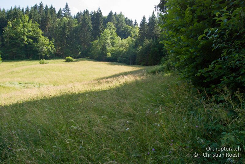 Extensive, krautige Wiese - AT, Kärnten, Neuhaus an der Drau, 24.06.2010