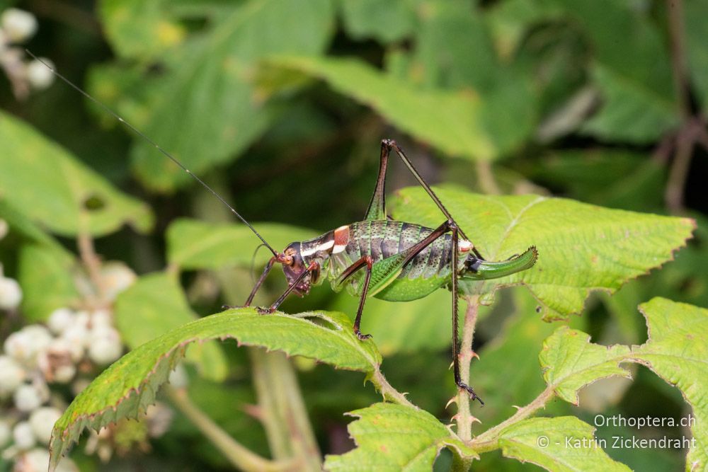 Barbitistes ocskayi ♀ - HR, Istrien, Rebići, 19.06.2016