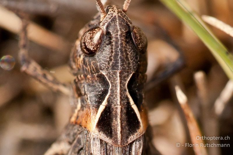 Halsschild von Omocestus haemorrhoidalis ♀ - AT, Burgenland, Illmitz, 12.09.2008