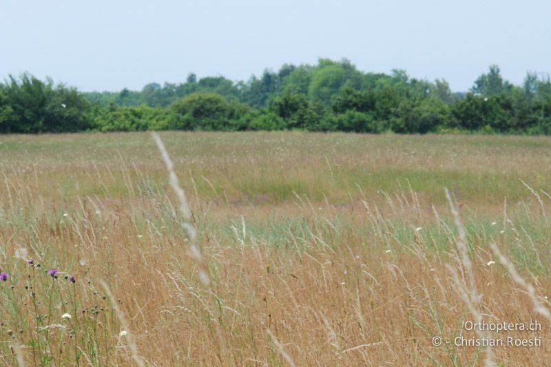 Blumenreiche Steppe - AT, Niederösterreich, Pischelsdorfer Wiesen, 26.06.2008