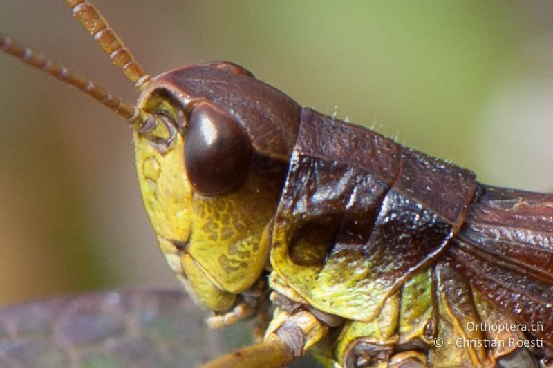 Porträt von Podismopsis keisti ♂. Die Scheitelgrübchen fehlen den Goldschrecken. Die Halsschild-Seitenkiele sind nach innen gebogen.