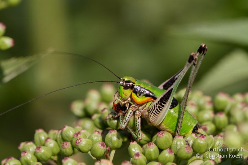 Eupholidoptera schmidti ♂ - GR, Nordmakedonien, Florina, 11.07.2013