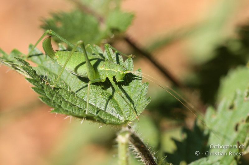Larve von Leptophyes laticauda ♀ im letzten Stadium - CH, TI, Mt. Generoso, 04.08.2013