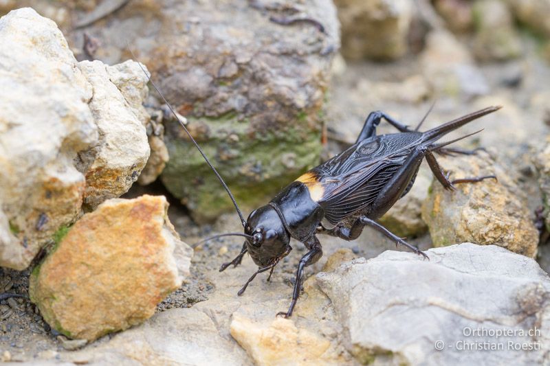 Gryllus bimaculatus ♂ - FR, Pyrénées-Orientales, Argelès Plage, 04.11.2011