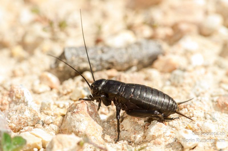 Gryllus bimaculatus ♂, Larve im letzten Stadium - ES, Katalonien, Amposta, 02.04.2013
